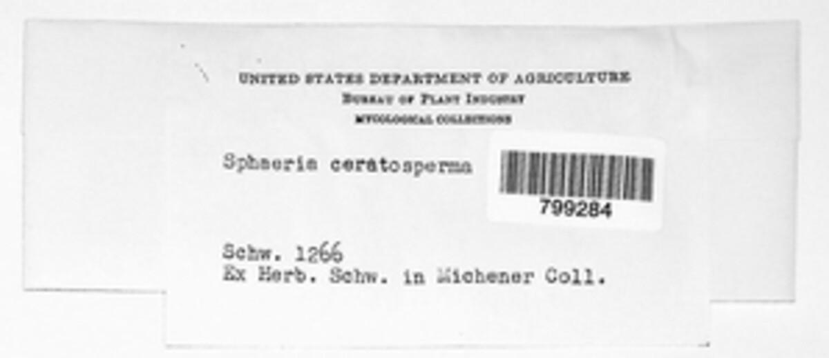 Cytospora ceratosperma image